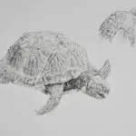 Desert Box Turtle, Pencil, 16x11.5, 2025
