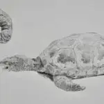 Sonoran Mud Turtle, Pencil, 16x11.5,2026