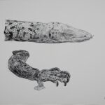Monitor Lizard, Ink on Paper, 12x9, 2025